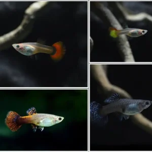 Geprüft Guppy Weibchen Farbmix Größe L (Poecilia reticulata)